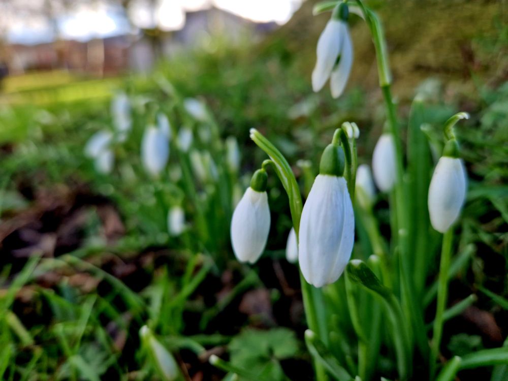 A patch of snowdrops in the grass