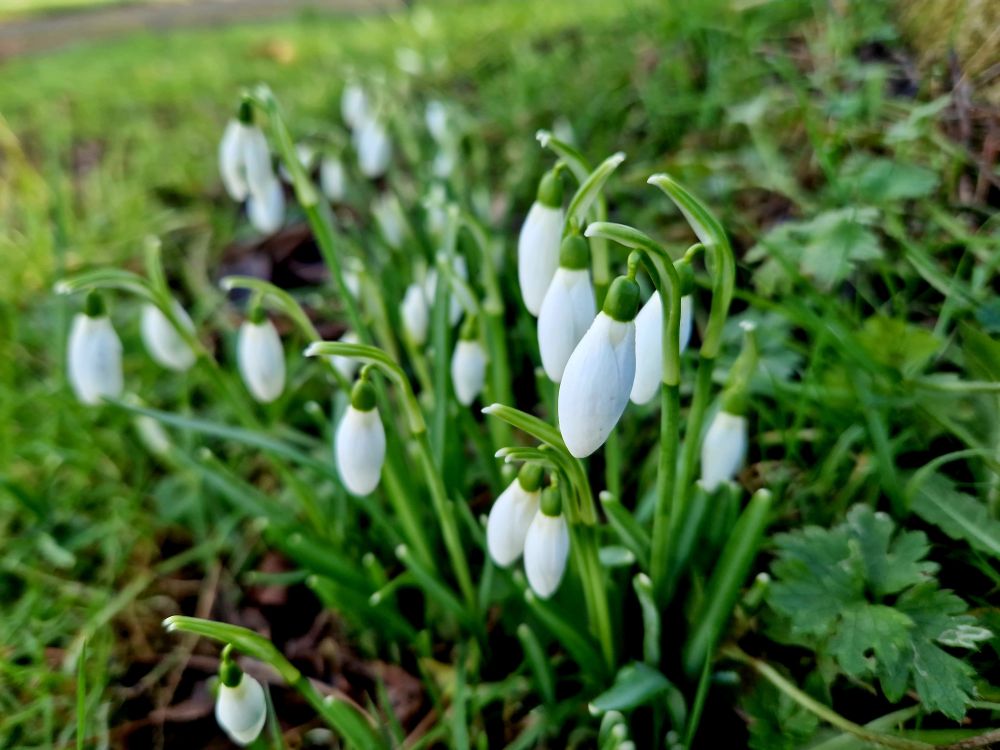 A patch of snowdrops in the grass