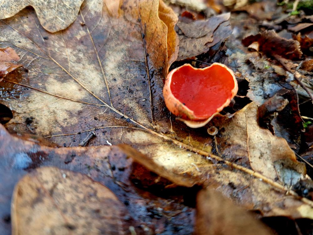A scarlet elf cup mushroom shaped like a heart, surrounded by brown mulchy leaves