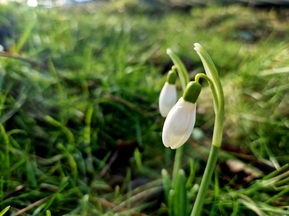 Two snowdrops on green stems with grass in the background