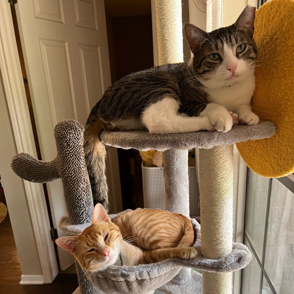 Orange tabby and gray tabby sleeping on cat tree be a window with the sun beaming through 