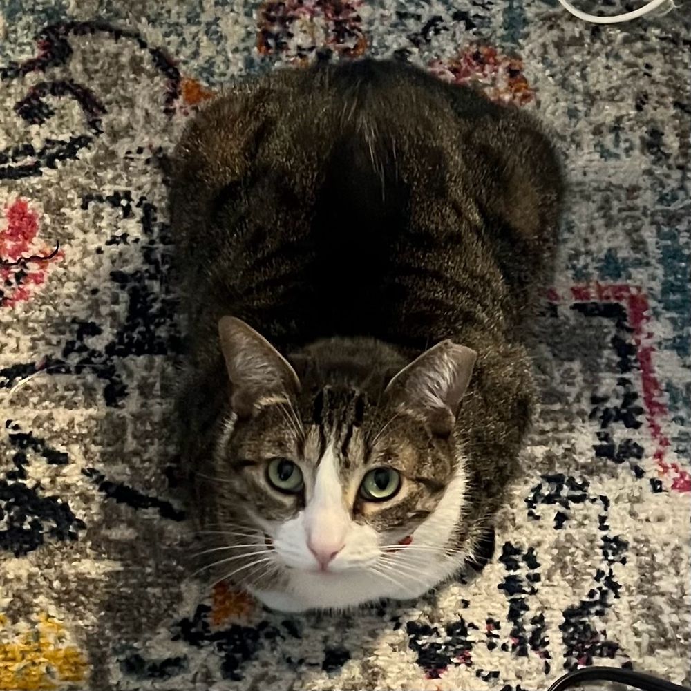 Gray tabby looking up at the camera 
