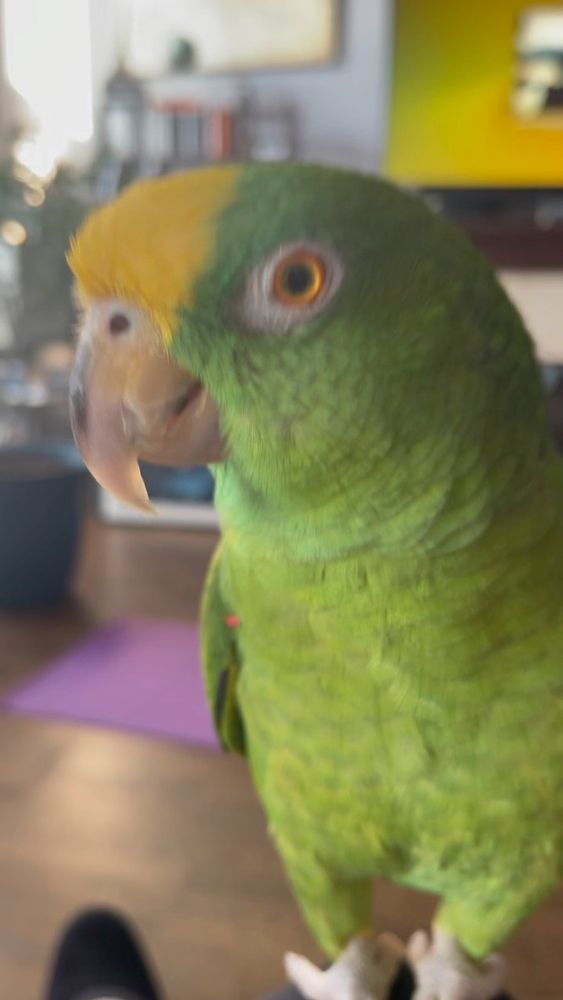 Moises, my beloved, a Panama Yellow-front Amazon parrot.