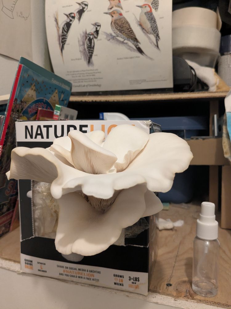 White Oyster mushroom (Pleurotus ostreatus) blooming from a grow-at-home kit in a box. Spray bottle next to it.