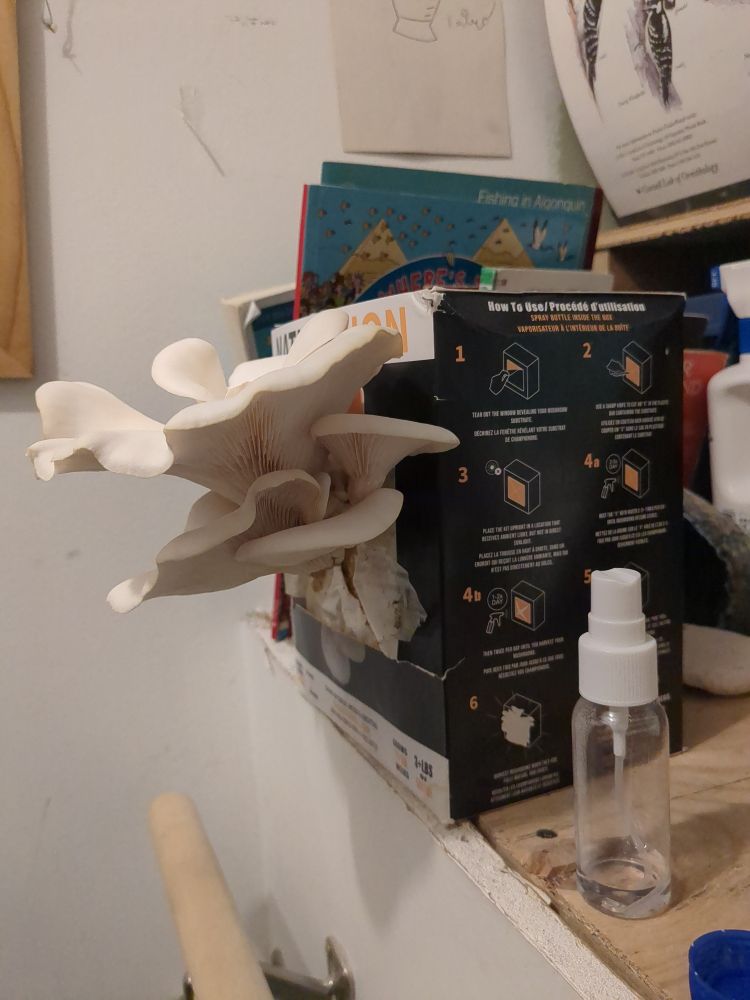 Side view of White Oyster mushroom (Pleurotus ostreatus) blooming from a grow-at-home kit in a box. Spray bottle next to it.