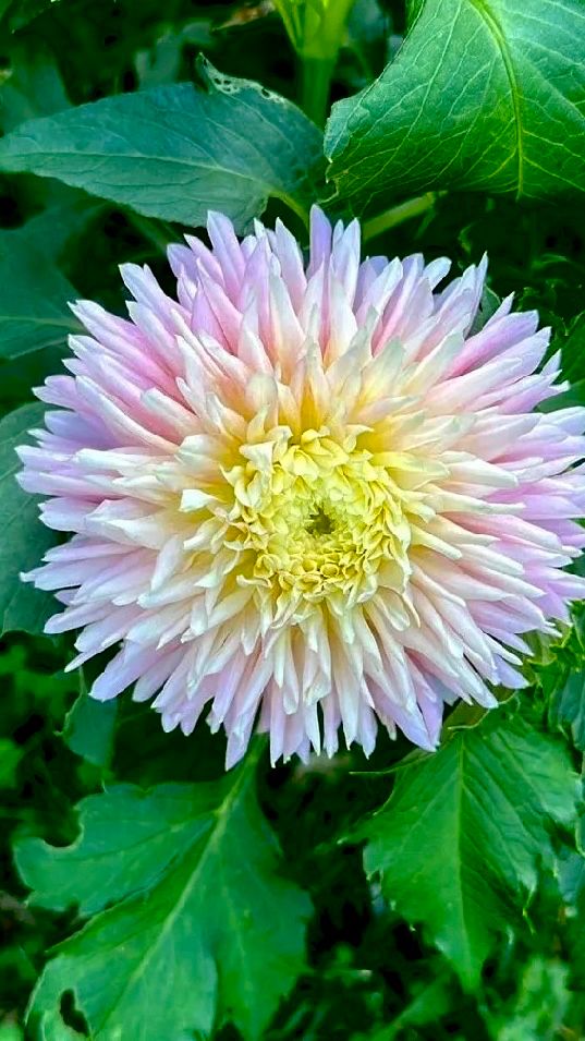Blooming dahlia smiles at the sun, its pastel petals unfurling like laughter among the leaves.