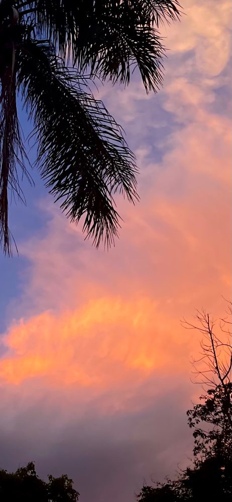 A calm garden edge under a sky painted with soft sunset colors.