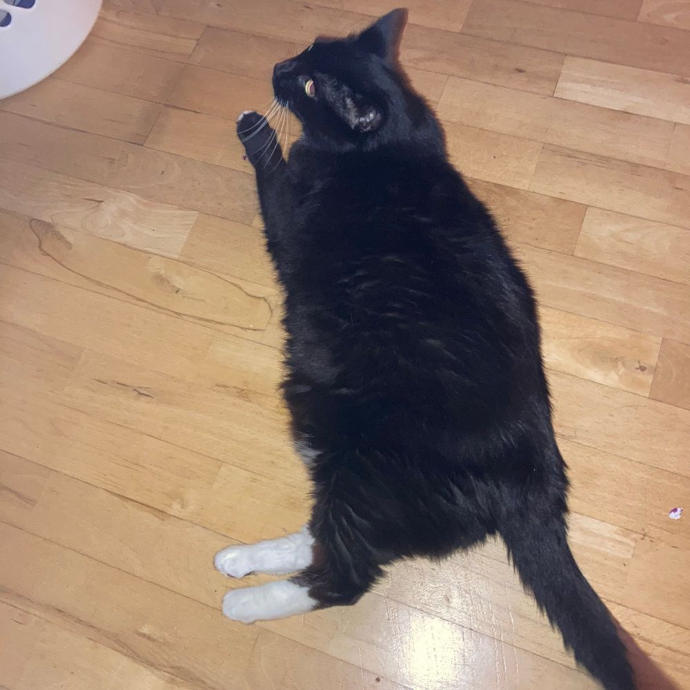 “ holding the floor down. “
Tuxedo cat lying on the door.