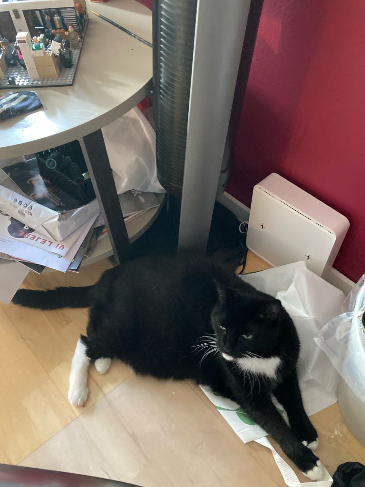 “Lying here until I’m fed.”
Tuxedo cat lying on the floor half on top of a bag.