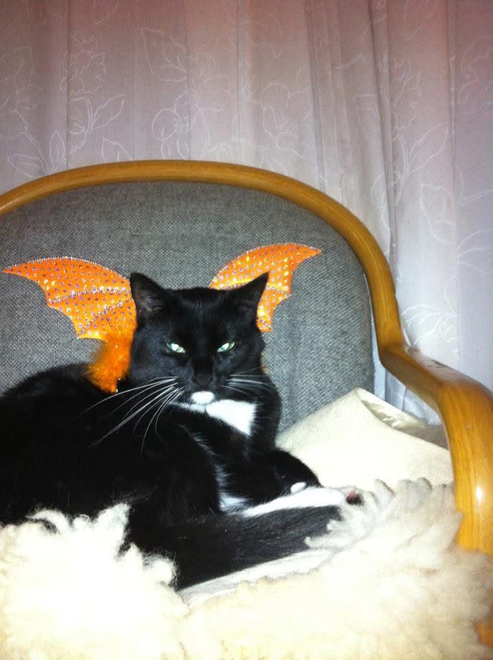 “My best Halloween costume.”
Saucedo cat lying in a chair on a folded up sheepskin wearing an orange bat wing hairband around her body.