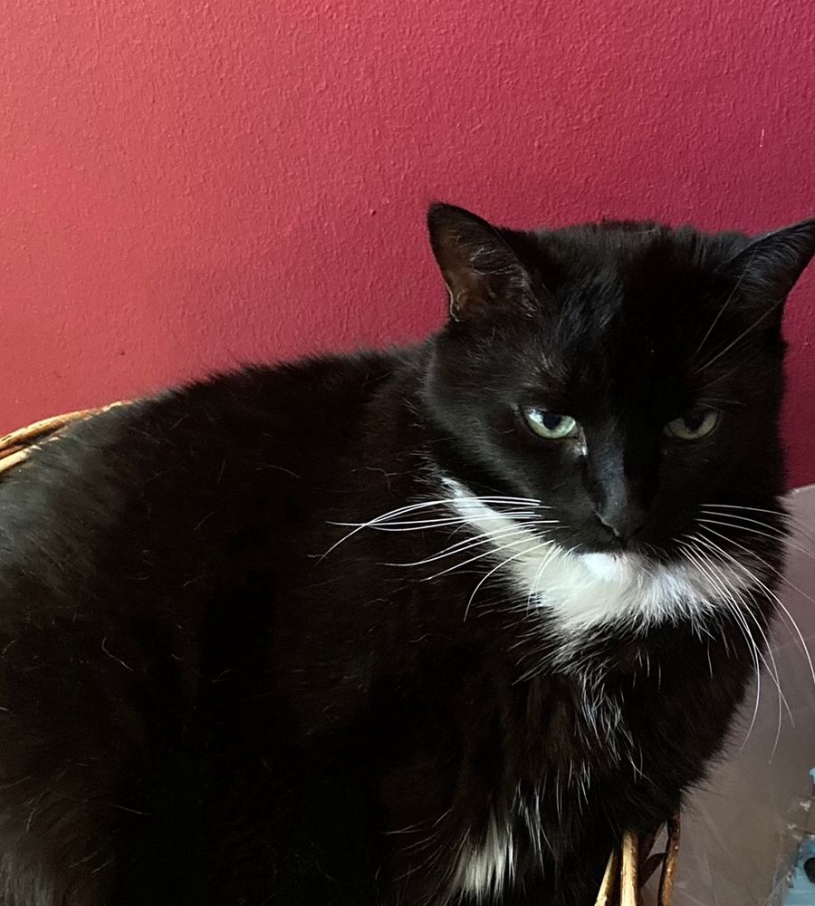“ Displeased.”
Tuxedo cat lying in a round wicker basket looking less than pleased.
