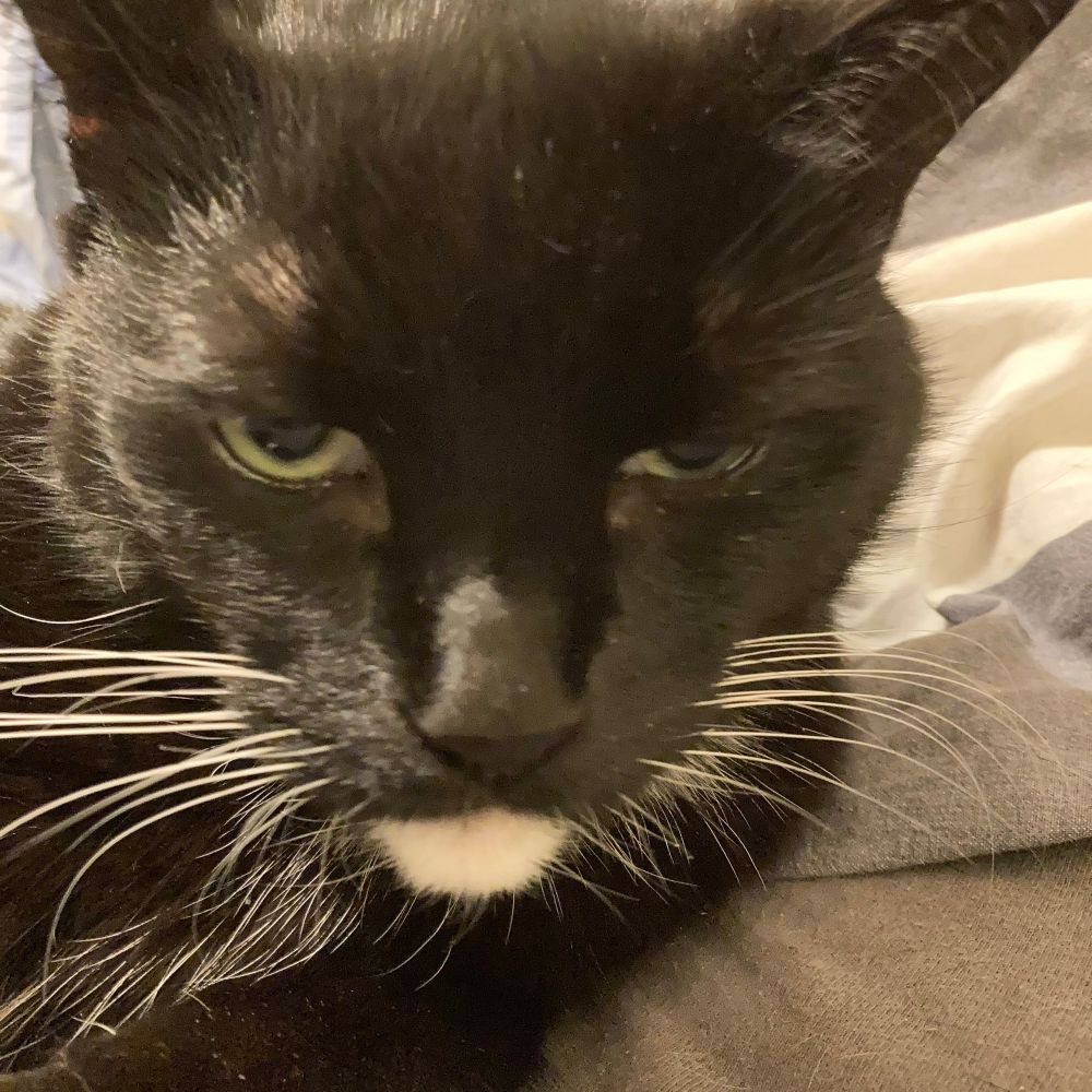 “I know what you’re doing, stop it! “
Close up of a disappointed looking tuxedo cat.