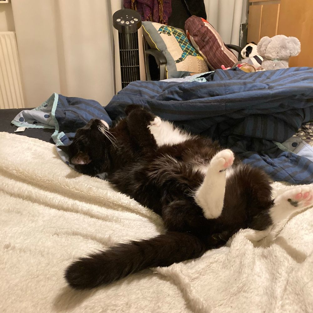 “It’s hard to be this gorgeous.“
Tuxedo cat lying on the bed with all four paws in the air