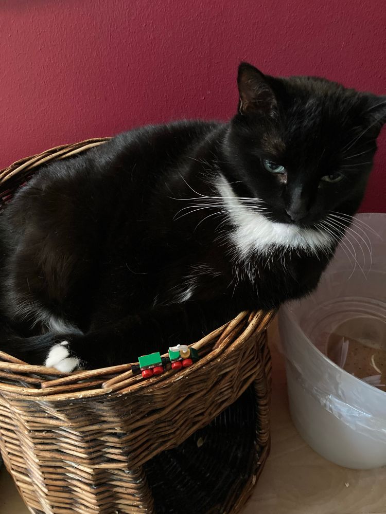 “Today in my advent calendar I got a tiny train. I think it’s the kitty express, that takes good kitties to a mountain of food. Five out of steam power joy.”
Tuxedo cat lying in a basket with a tiny brick built train sitting on the rim of the basket.