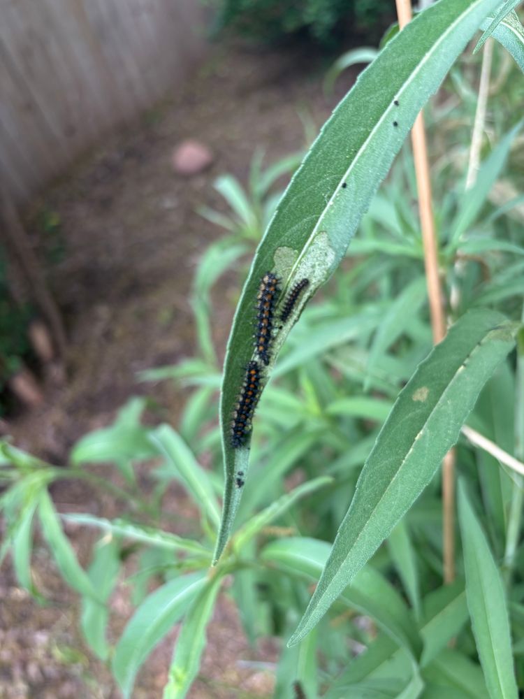 Some checkerspot caterpillars munching on a Maximillian sunflower leaf in May