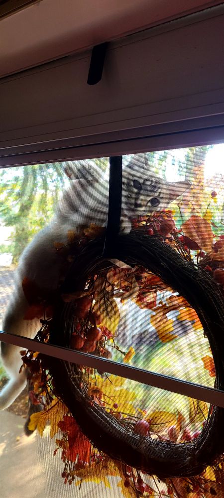 Kittycat climbing the storm door screen and looking inside 
