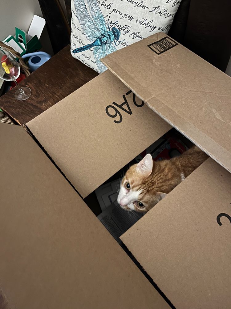 An orange cat in a cardboard box