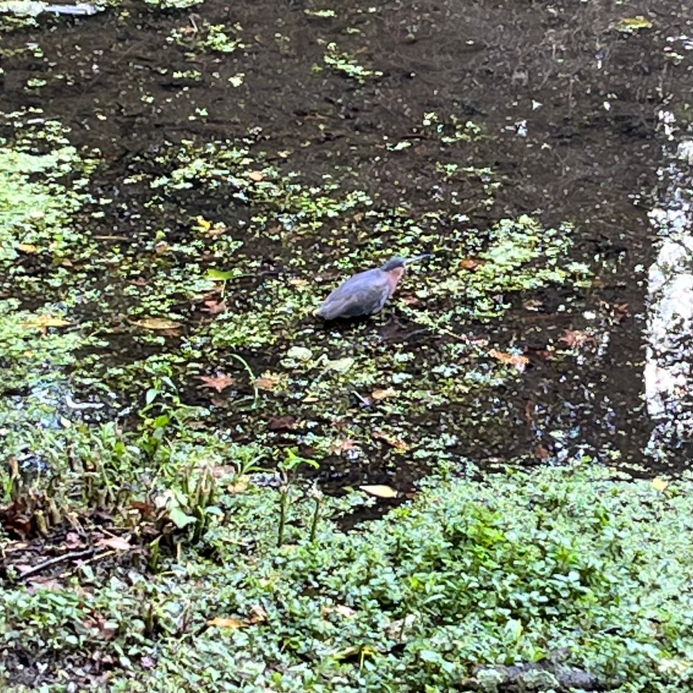 A green heron in a pond with duckweed on the surface.