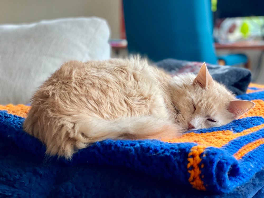 a cat very much asleep on a knitted Florida Gators blanket