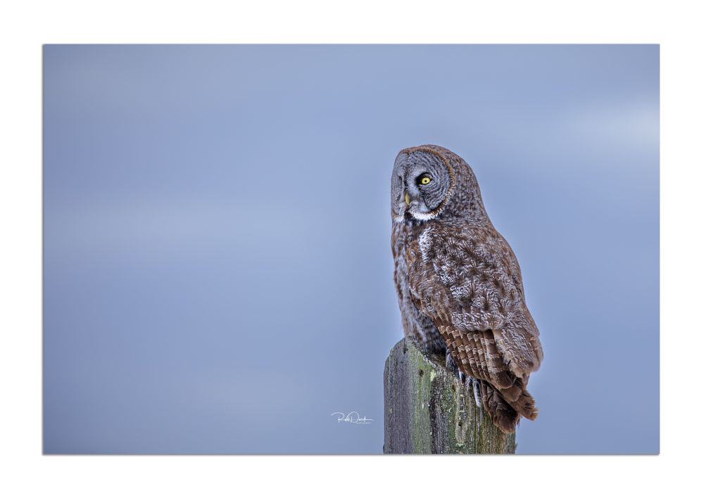 #Owl #Bird #Nature #Perching #BirdOfPrey #Wildlife 
Get your favourite image printed from me by going to https://rudidueck.com/store  or contacting me at: Photographer@RudiDueck.com

You can also get pictures printed and framed from me as well and also do Canvas.

All of my Pictures have been taken with a Canon 5D Mark IV. Lenses Canon 100-400mm Canon 24-105mm Sigma14mm F1.8
Follow Me on Twitter or Vero @RudiDueck 
Subscribe to our YouTube channel, @NomadOutdoorAdventures 
Website: https://linktr.ee/nomadoutdooradventures
#PhotographerRudiDueck
#DigitalArt 
#ExploreMB
@ExploreMB
#travelmanitoba
@travelmanitoba
#BirdPhotography
#NightPhotograhy
#Stars
#Astrophotography
#Astronomy
#GM
#raw_GM
#GM_Lovers
#Snap_Member 
All Images/Video Rights Belong to @PhotographerRudiDueck
	1.	#NaturePhotography 
	2.	#LandscapePhotography 
	3.	#WildlifePhotography 
	4.	#ScenicViews 
	5.	#OutdoorAdventure  
	6.	#NaturalBeauty 
	7.	#ExploreNature 
	8.	#CaptureTheWild 
	9.	#EarthPix 
	10.	#Wilderness 
	11.	#FlowerPower 
	12.	#SunsetMagic 
	13.	#MountainScapes 
	14.	#Waterfalls 
	15.	#BirdsOfParadise 
	16.	#ForestLife 
	17.	#NatureLovers 
	18.	#MacroWorld 
	19.	#SeasonsChange 
	20.	#HikingAdventures
       21. #NomadPhotographer 
	22. #OutdoorAdventurePhotography 
	23. #NatureExplorer 
	24. #RudiDueckAdventures 
	25. #WildernessPhotography 
	26. #LandscapeNomad 
	27. #PhotographingNature 
	28. #NomadicLife 
	29. #WanderlustPhotographer 
	30. #RudiDueckJourneys
       31. #PhotographerRudiDueck