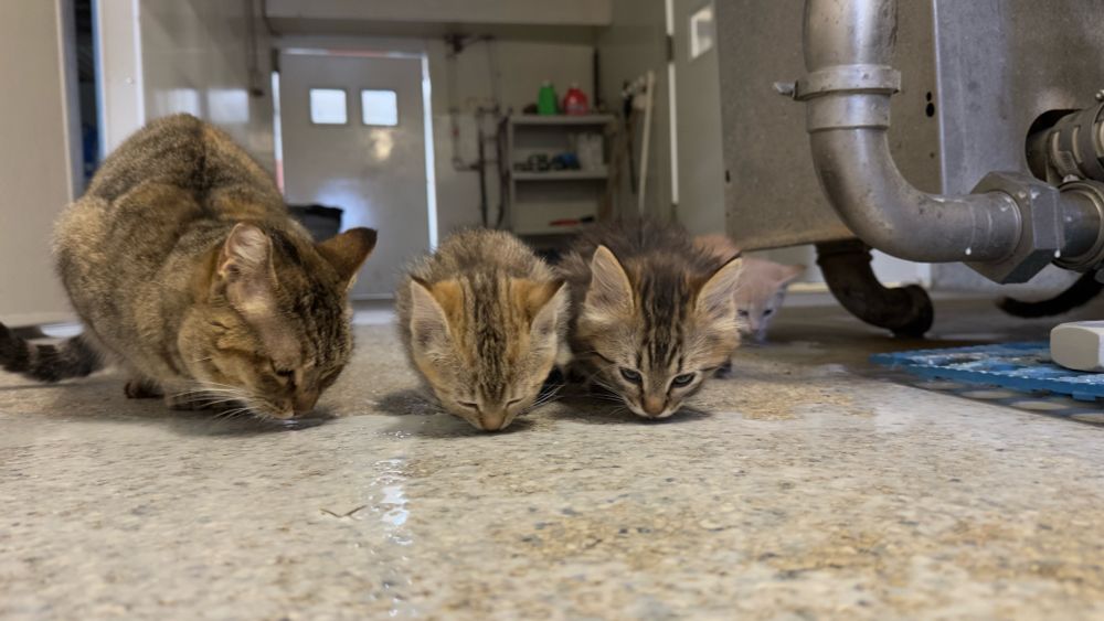 I love my beautiful cats, especially the one that had kittens here not too long ago. They’re so adorable. I always make sure I give them some good fresh milk. #cat #cats #kittens 

Get your favourite image printed from me by going to https://rudidueck.com/store  or contacting me at: Photographer@RudiDueck.com

You can also get pictures printed and framed from me as well and also do Canvas.

All of my Pictures have been taken with a Canon 5D Mark IV. Lenses Canon 100-400mm Canon 24-105mm Sigma14mm F1.8
Follow Me on Twitter or Vero @RudiDueck 
Subscribe to our YouTube channel, @NomadOutdoorAdventures 
Website: https://linktr.ee/nomadoutdooradventures
#PhotographerRudiDueck
#DigitalArt 
#ExploreMB
@ExploreMB
#travelmanitoba
#travel_manitoba
@travelmanitoba
#BirdPhotography
#NightPhotograhy
#Stars
#Astrophotography
#Astronomy
#GM
#raw_GM
#GM_Lovers
#Snap_Member 
All Images/Video Rights Belong to @PhotographerRudiDueck
	1.	#NaturePhotography 
	2.	#LandscapePhotography 
	3.	#WildlifePhotography 
	4.	#ScenicViews 
	5.	#OutdoorAdventure  
	6.	#NaturalBeauty 
	7.	#ExploreNature 
	8.	#CaptureTheWild 
	9.	#EarthPix 
	10.	#Wilderness 
	11.	#FlowerPower 
	12.	#SunsetMagic 
	13.	#MountainScapes 
	14.	#Waterfalls 
	15.	#BirdsOfParadise 
	16.	#ForestLife 
	17.	#NatureLovers 
	18.	#MacroWorld 
	19.	#SeasonsChange 
	20.	#HikingAdventures
       21. #NomadPhotographer 
	22. #OutdoorAdventurePhotography 
	23. #NatureExplorer 
	24. #RudiDueckAdventures 
	25. #WildernessPhotography 
	26. #LandscapeNomad 
	27. #PhotographingNature 
	28. #NomadicLife 
	29. #WanderlustPhotographer 
	30. #RudiDueckJourneys
       31. #PhotographerRudiDueck