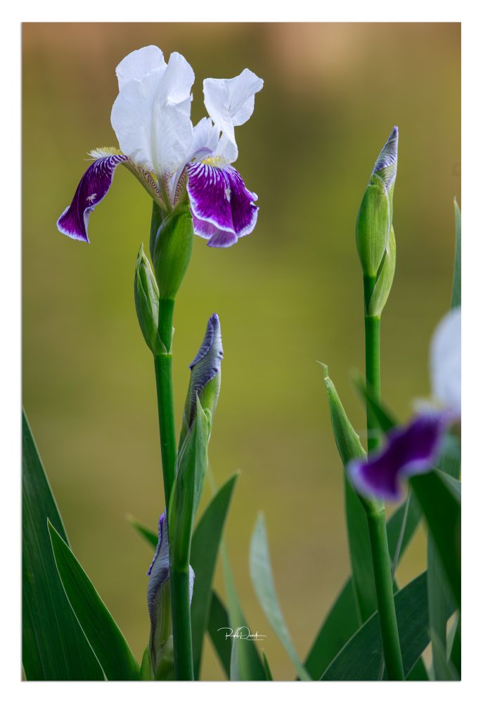 I just think this photo looks amazing of this beautiful flower 🌹 #flower #flowerpower #flower2025 #flower4vero ￼Get your favourite image printed from me by going to https://rudidueck.com/store  or contacting me at: Photographer@RudiDueck.com

You can also get pictures printed and framed from me as well and also do Canvas.

All of my Pictures have been taken with a Canon 5D Mark IV. Lenses Canon 100-400mm Canon 24-105mm Sigma14mm F1.8
Follow Me on Twitter or Vero @RudiDueck 
Subscribe to our YouTube channel, @NomadOutdoorAdventures 
Website: https://linktr.ee/nomadoutdooradventures
#PhotographerRudiDueck
#DigitalArt 
#ExploreMB
@ExploreMB
#travelmanitoba
@travelmanitoba
#BirdPhotography
#NightPhotograhy
#Stars
#Astrophotography
#Astronomy
#GM
#raw_GM
#GM_Lovers
#Snap_Member 
All Images/Video Rights Belong to @PhotographerRudiDueck
#NaturePhotography 
#LandscapePhotography 
#WildlifePhotography 
#ScenicViews 
#OutdoorAdventure  
#NaturalBeauty 
#ExploreNature 
#CaptureTheWild 
#EarthPix 
#Wilderness 
#FlowerPower 
#SunsetMagic 
#MountainScapes 
#Waterfalls 
#BirdsOfParadise 
#ForestLife 
#NatureLovers 
#MacroWorld 
#SeasonsChange 
#HikingAdventures
#NomadPhotographer #OutdoorAdventurePhotography 
#NatureExplorer 
#RudiDueckAdventures 
#WildernessPhotography 
#LandscapeNomad 
#PhotographingNature 
#NomadicLife 
#WanderlustPhotographer 
#RudiDueckJourneys
#PhotographerRudiDueck