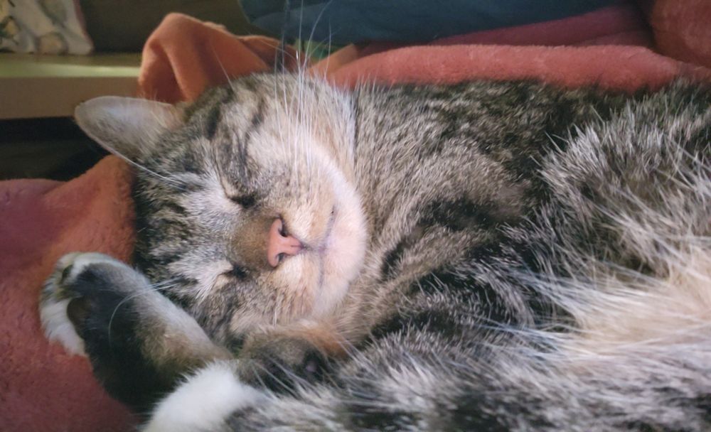 Sleeping tomcat with his back foot by his head and his fluffy tail in the foreground of the picture.