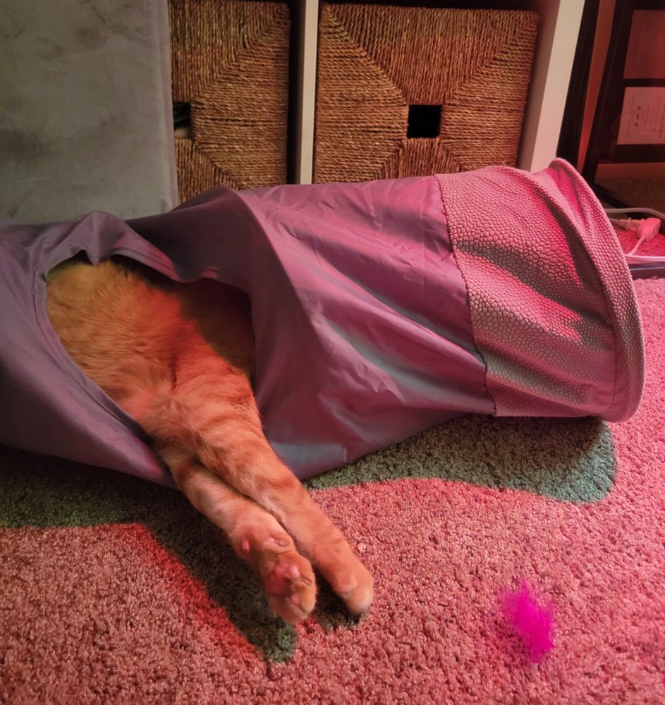 Orange cat with from paws sticking out of a gray tunnel