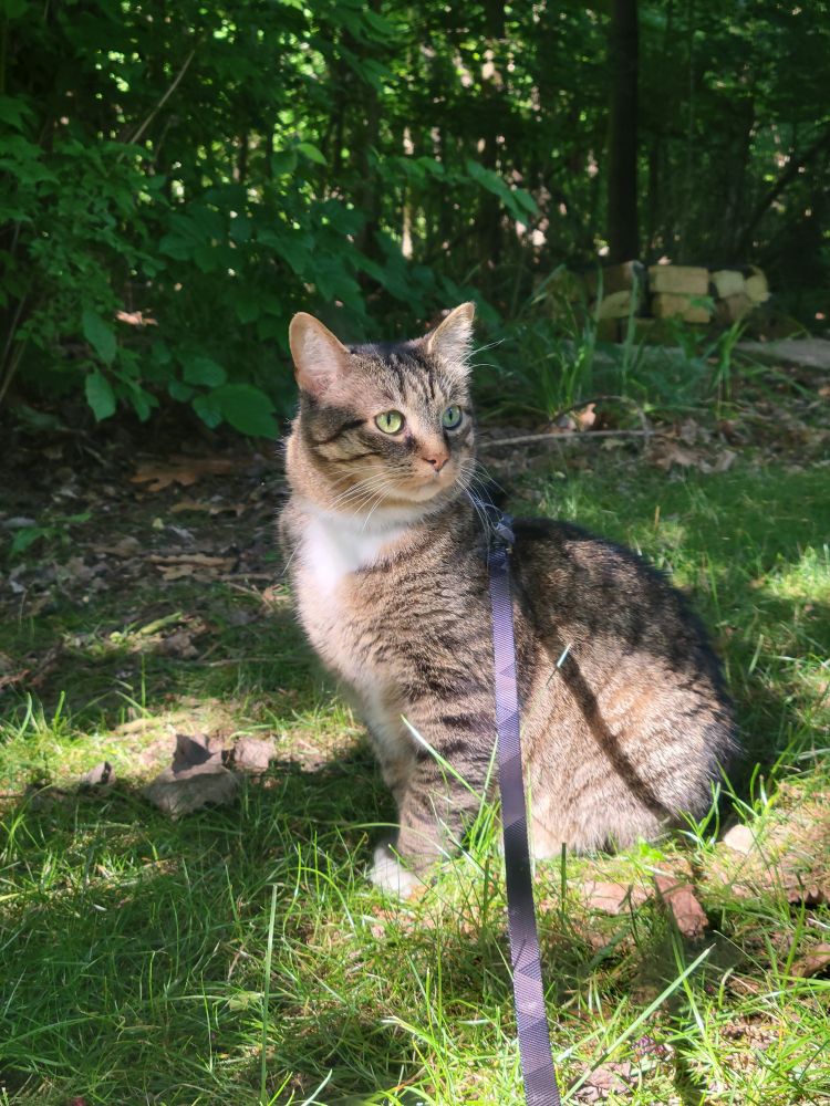 Tomcat sitting in the grass