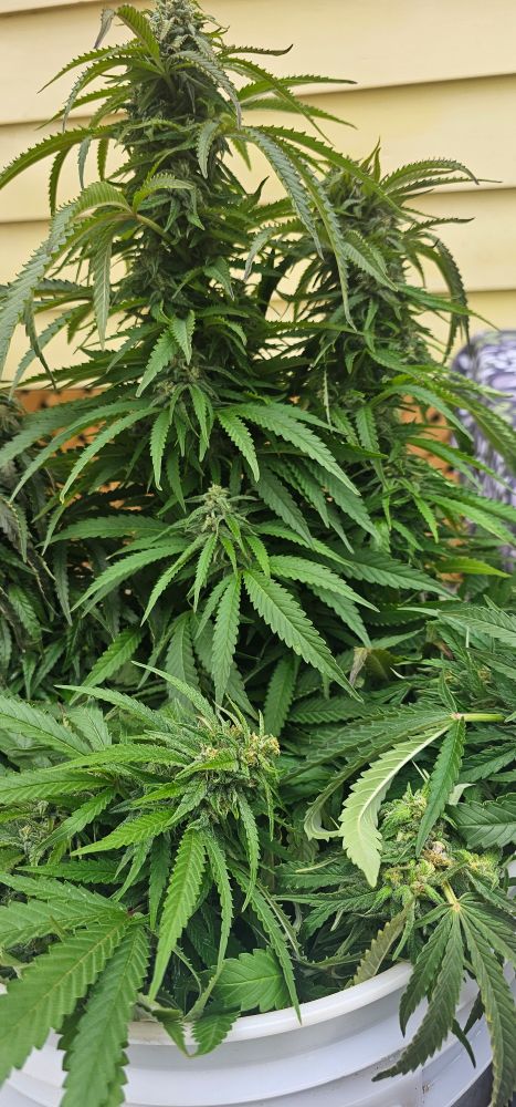 A big pot plant