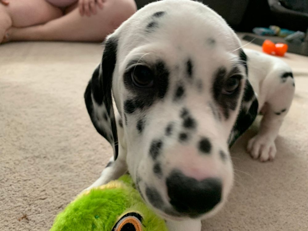 closeup dalmatian puppy