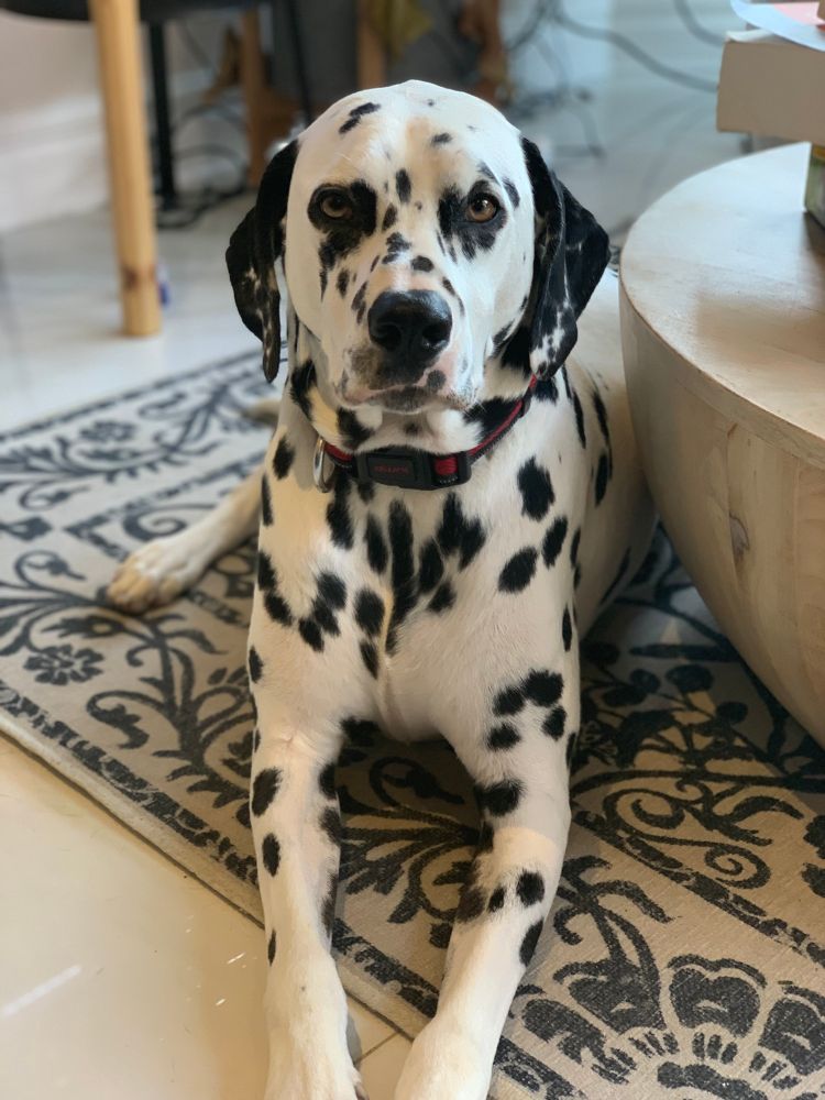 Grown up Argo laying on a rug