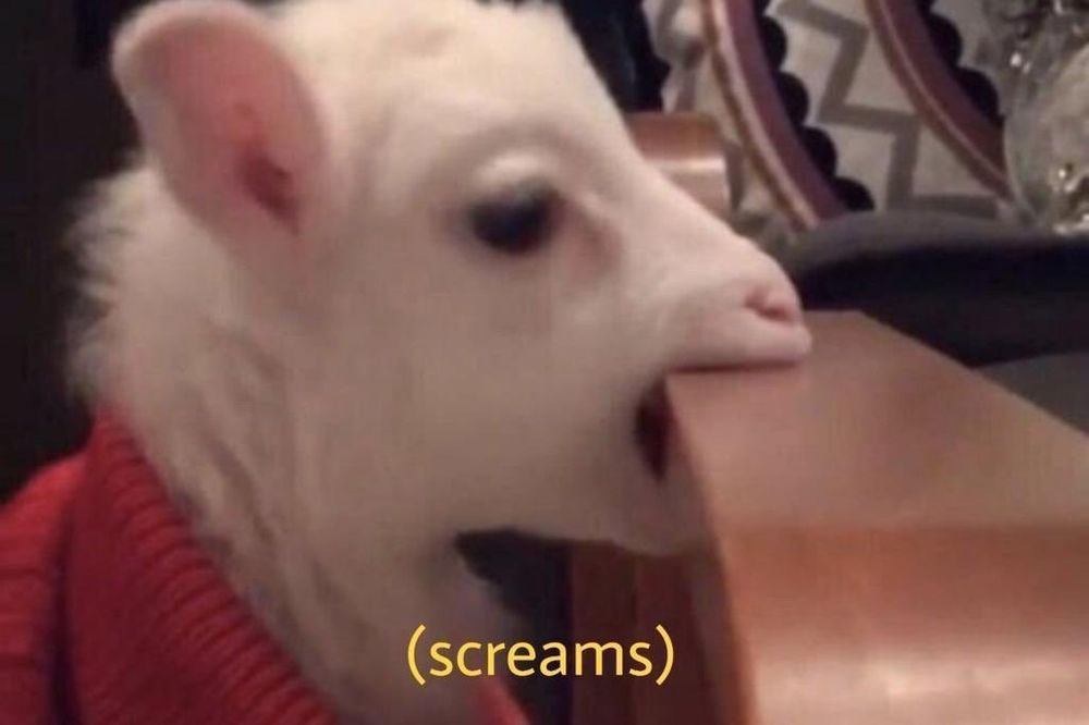 Photo d'une petite chèvre blanche avec  un col roulé rouge qui mord un rebord de comptoir en bois, avec écrit en bas de la photo "(screams)"