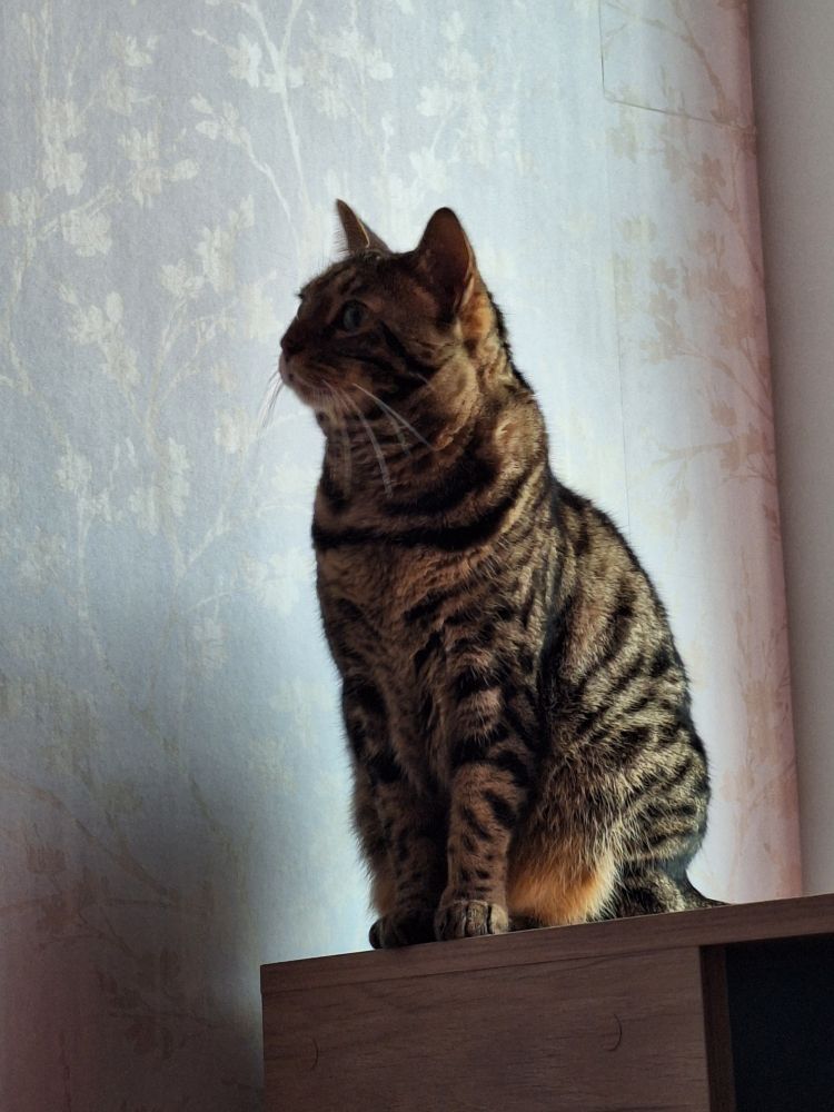 Photo de 3/4 de Circée, chatte type Bengal, assise sur une tête de lit avec un mur tapissé clair derriere elle.