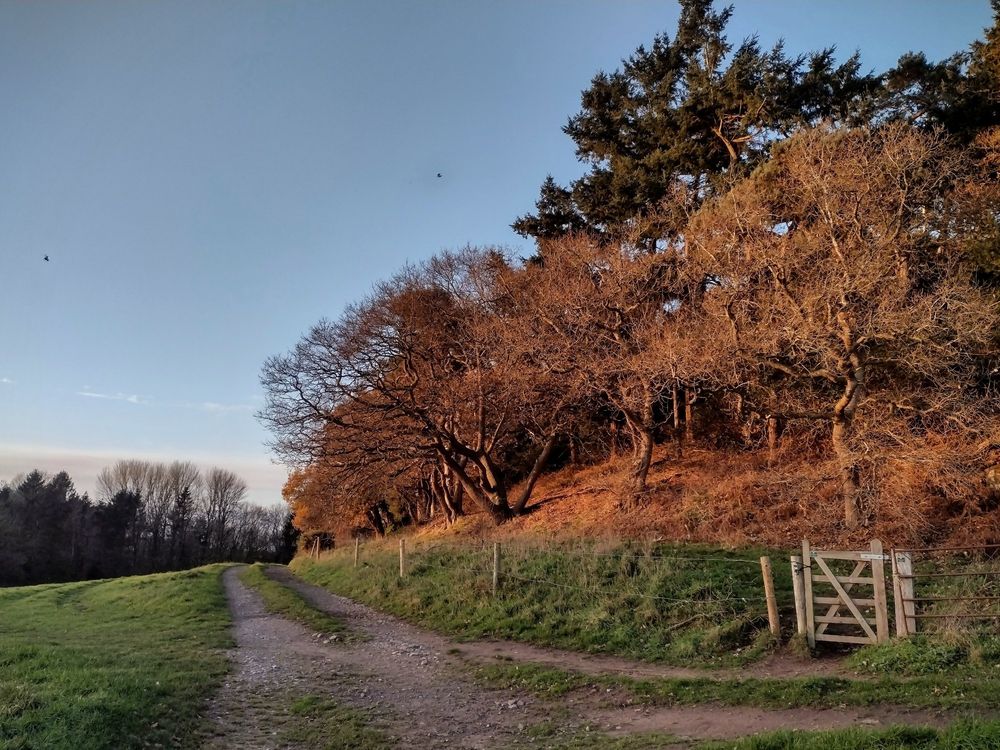 The last rays of the afternoon sun cast their light over the oak and conifer woodland on the southern edge of Pim Hill in north Shropshire. 