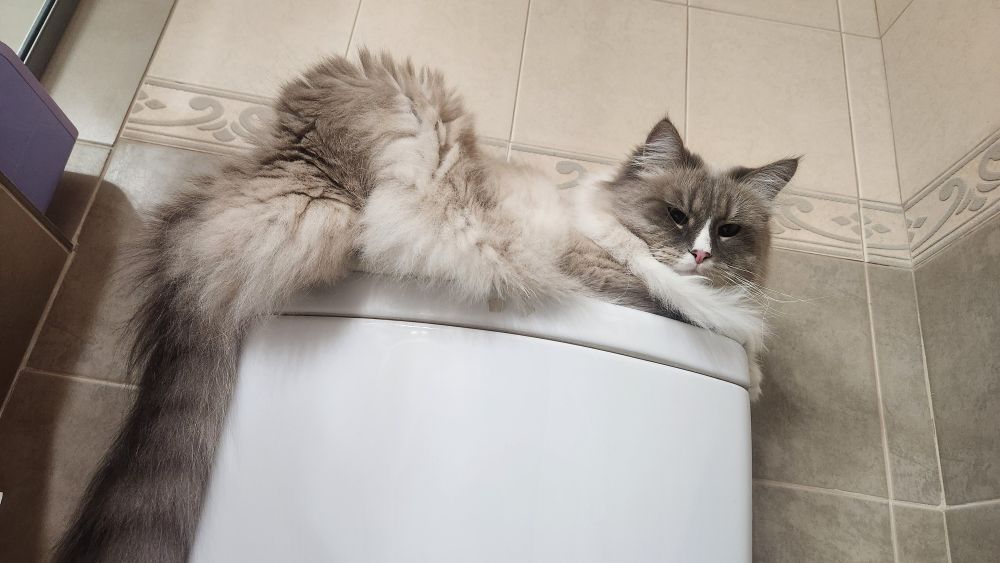 Gray and white fluffy cat sitting on the top of the toilet tank where the buttons to flush are located.