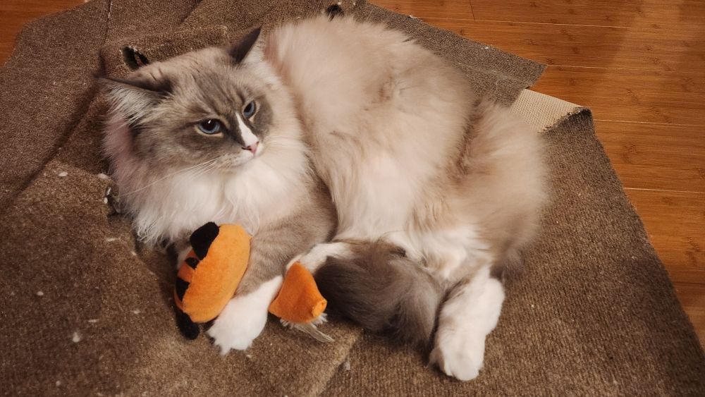 Gray and white fluffy cat with blue eyes cuddling his toy from when he was a kitten.