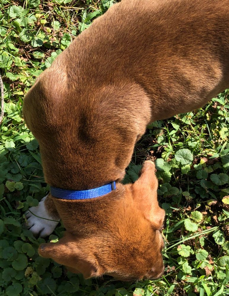 Looking down at the back and head of a brown puppy who is sniffing the grass