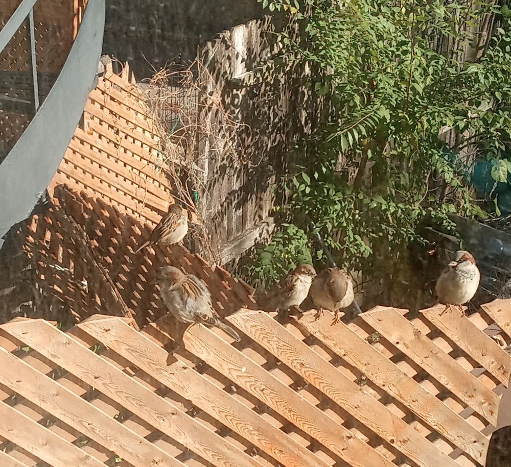five sparrows on a sunny wooden fence shot through a window