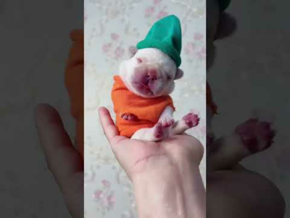 Dakai's Fadou: I love you💕 Fadou French Bulldog #4