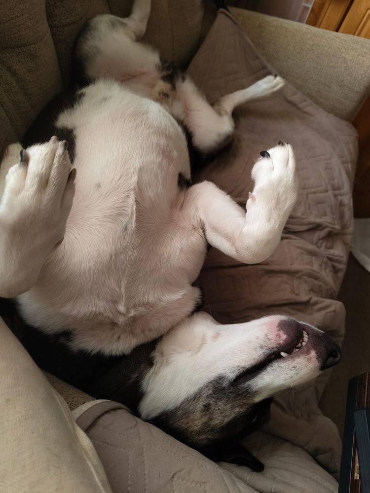 the cream undercarriage of a tricolour husky and bull terrier x, sprawled on its back on the sofa