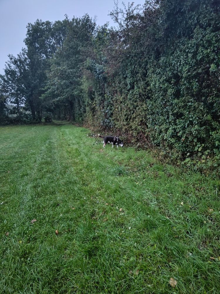 Tricolour Dog dark brown with cream muzzle legs and tip of tail, his undercoat is honey coloured. Here in a field snuffling the hedgerow.