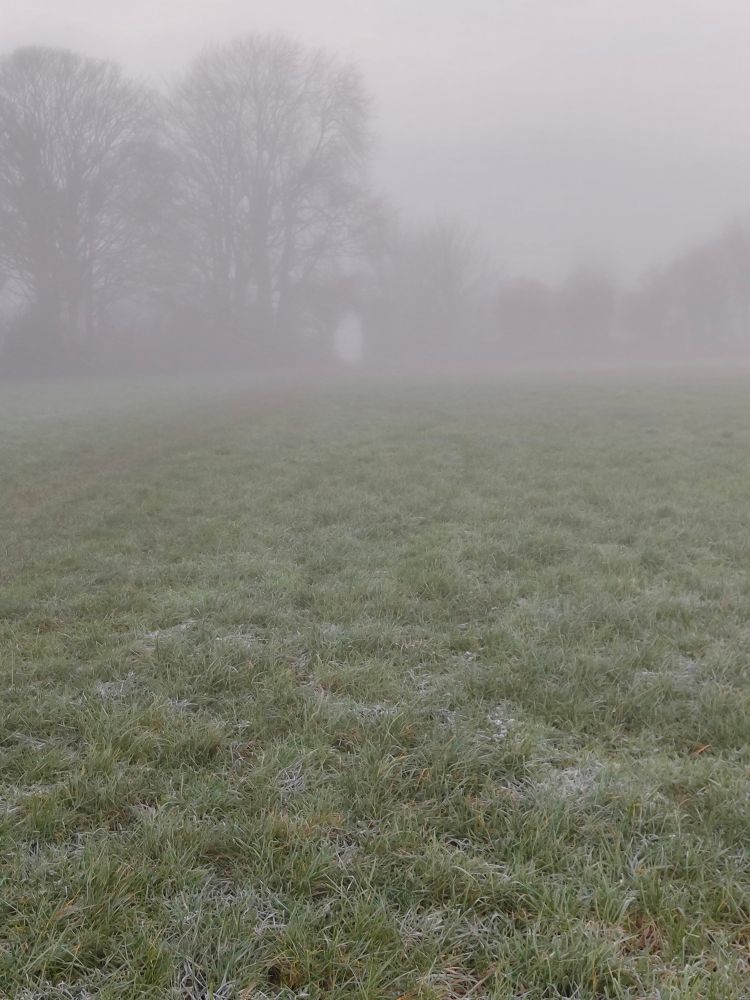 A frosty field backed by trees and hedgerow with a break showing like a portal all shrouded in fog.