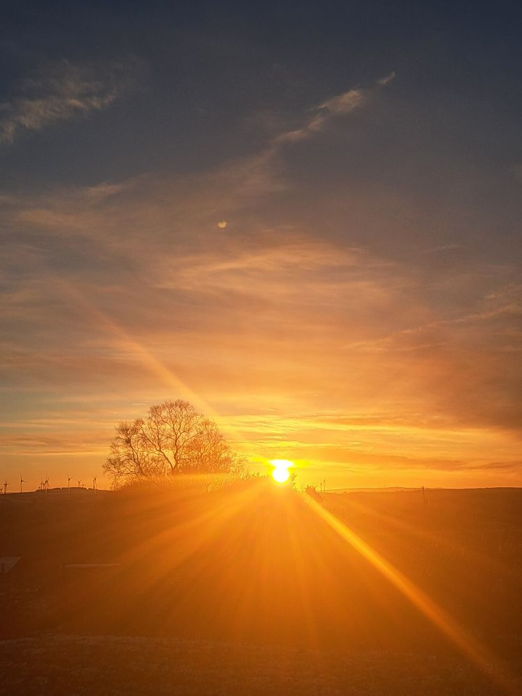 Sun setting behind a tree 