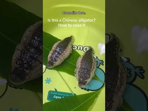 Crocodile Core.🐊 #crocodile #alligators #wildlife #wildanimals #zooanimals #petlover #animallover