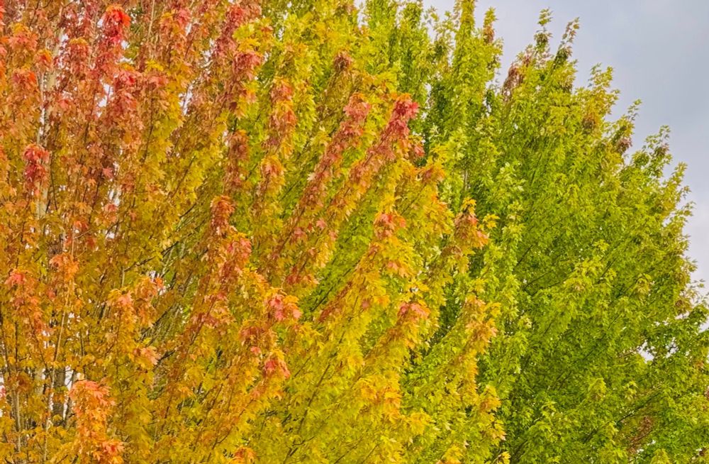 Trees in hues from red to green 