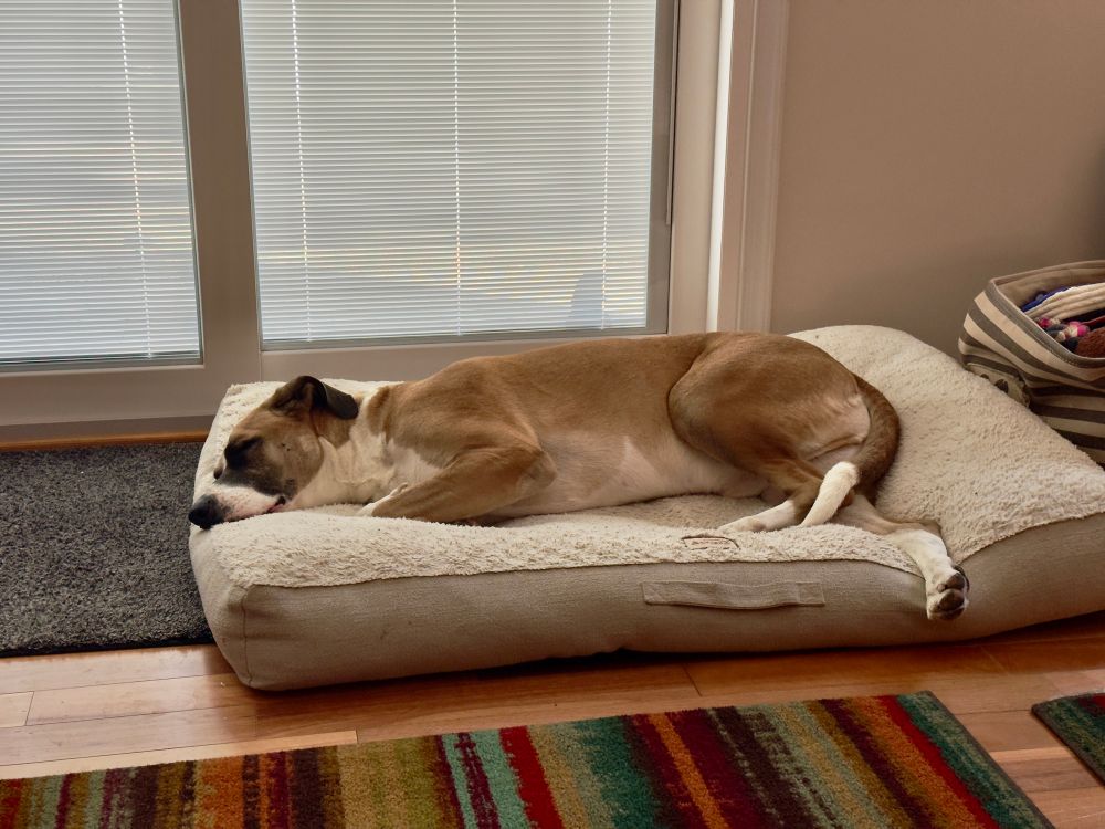 A brown and white boxer Dane mix lying on his doggie bed in a living room in front of sliding glass doors. 