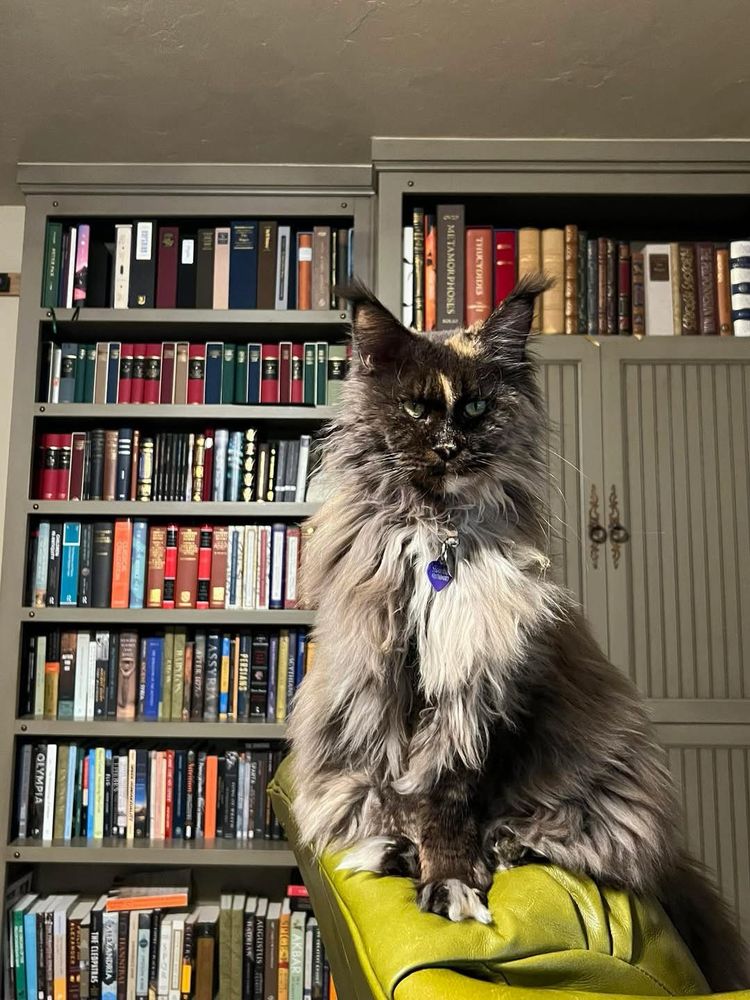 Brown tortoiseshell Maine Coon cat sits in front of bookshelf. 