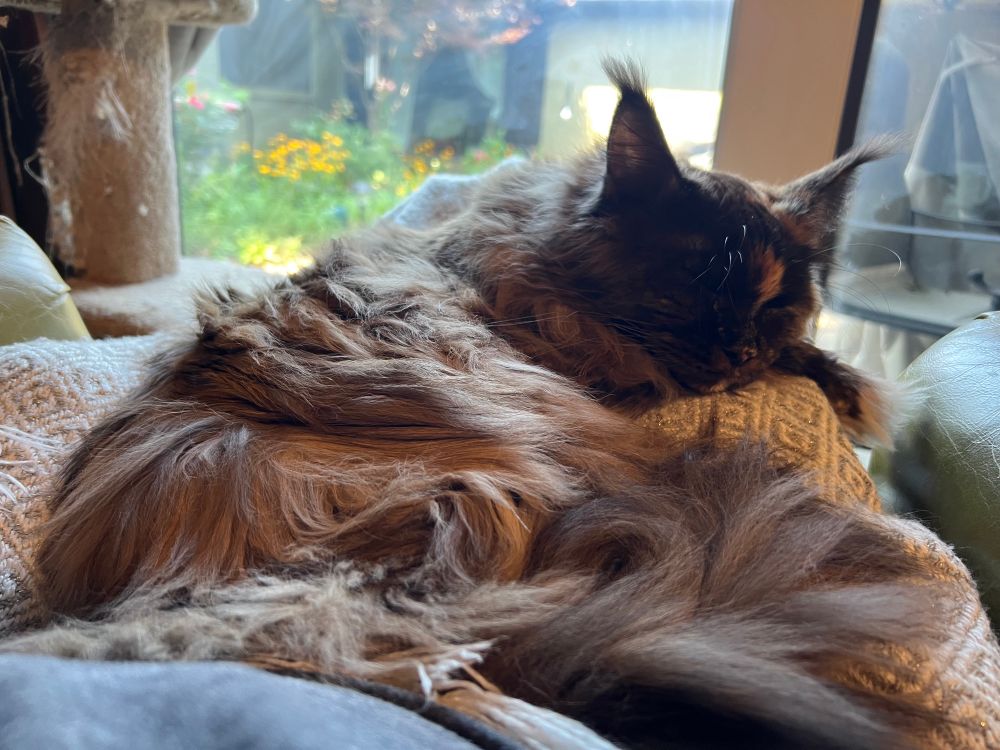Brown tortoiseshell Maine Coon cat lies curled up in the picture taker’s lap 