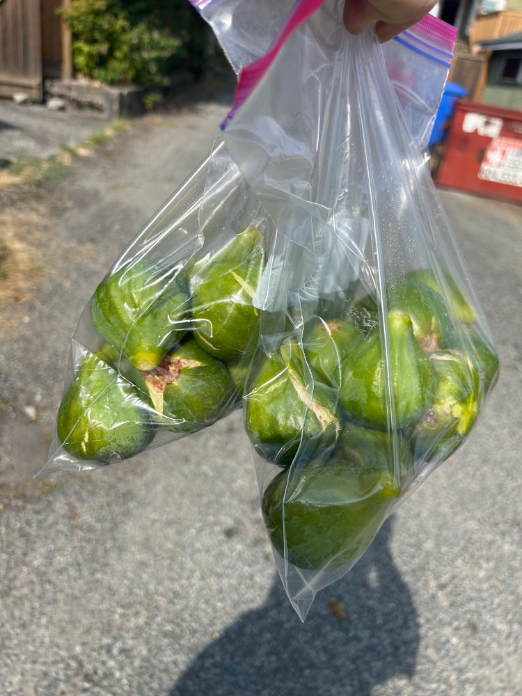 Photograph of over two dozen ripe green figs in ziplocs